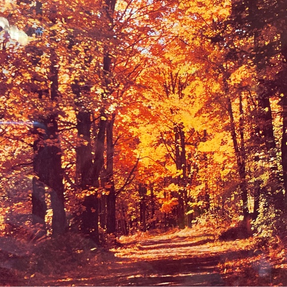 Vintage 70’s Groovy Wood Lacquered Woods Forrest Image Wall Hanging Plaque - Picture 2 of 11